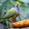 4 Jenis Burung Dara Buah yang Hidup di Indonesia, Memiliki Warna yang Begitu Cantik