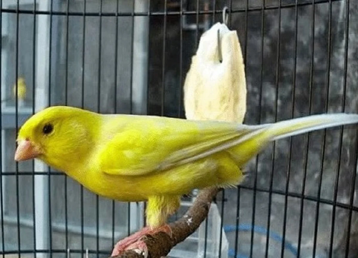 Mengatasi Kenari Penakut Tidak Gacor: Tips agar Suara Merekah Mengatasi Kenari Penakut Tidak Gacor: Tips agar Suara Merekah