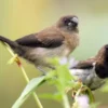 5 Jenis Burung Pemakan Biji – Bijian yang Sering Kita Lihat 