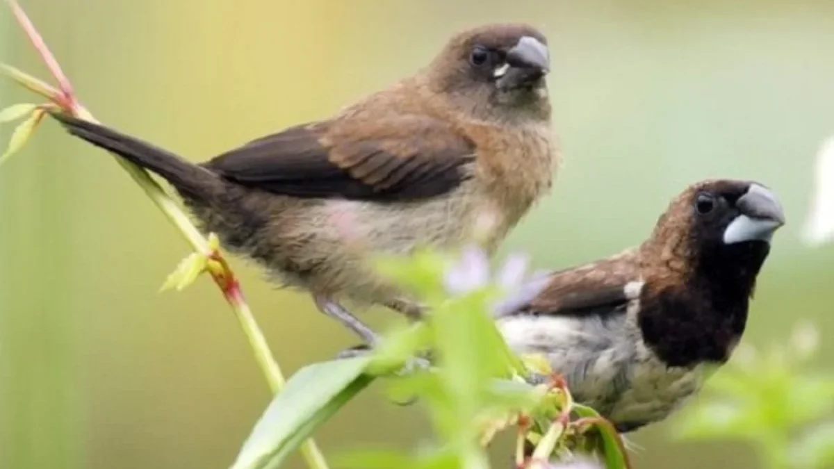 5 Jenis Burung Pemakan Biji – Bijian yang Sering Kita Lihat 