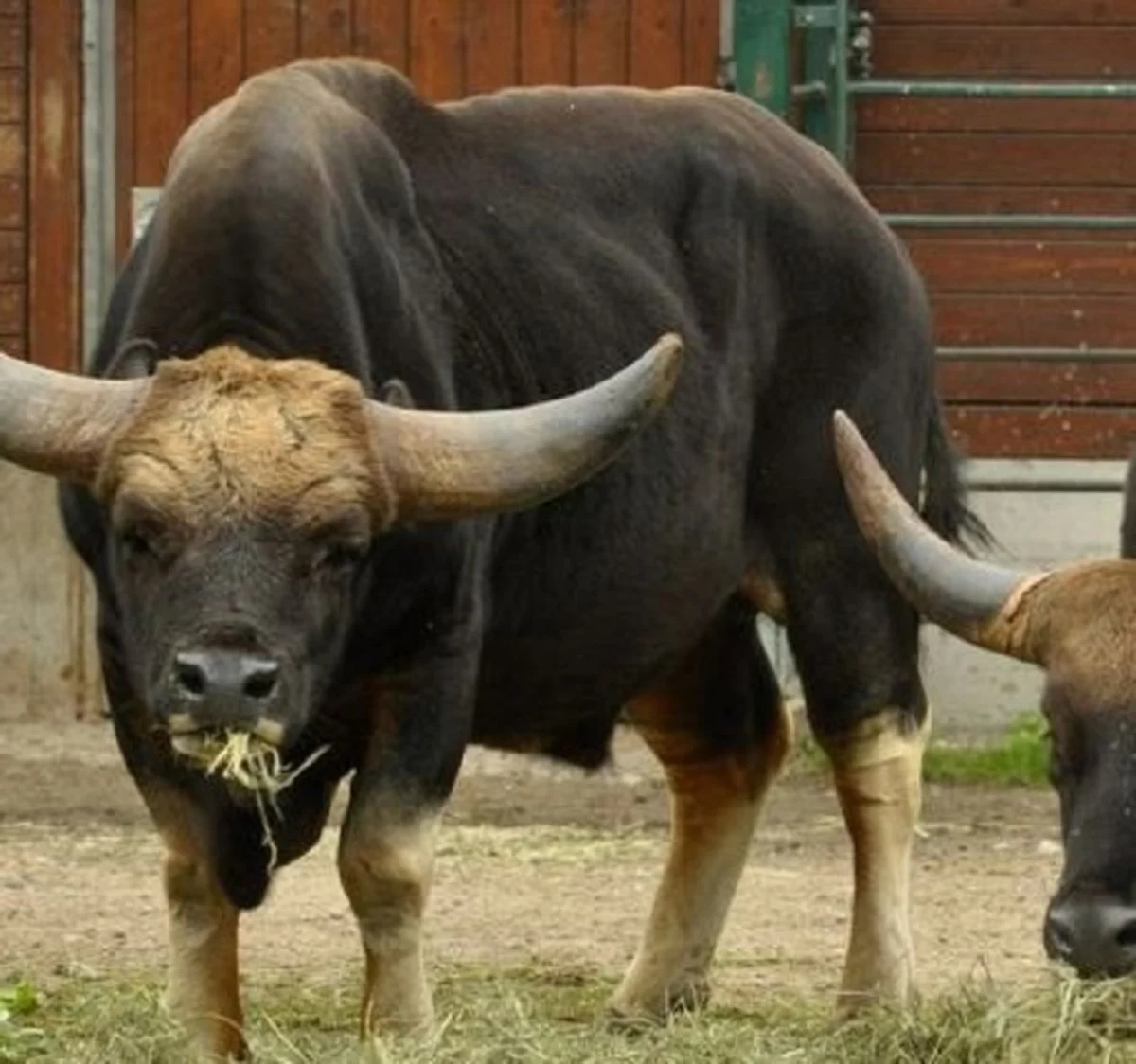 5 Fakta Unik Sapi Gaur, Si Pendiam Namun Begitu Berbahaya – Rakcer.ID