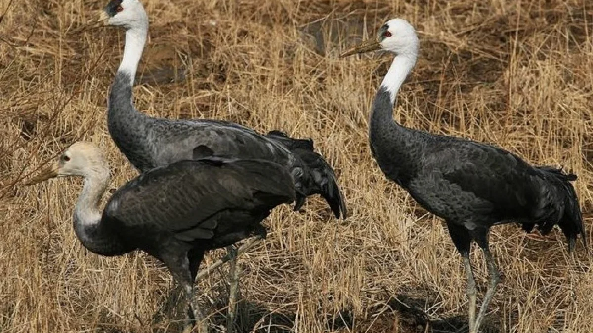 Berpenampilan Unik, 5 Burung dari Genus Grus, Burung yang Cantik