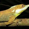 5 Reptil dengan Bentuk Seram di Dunia yang Membuat Kita Merinding Apabila Melihatnya