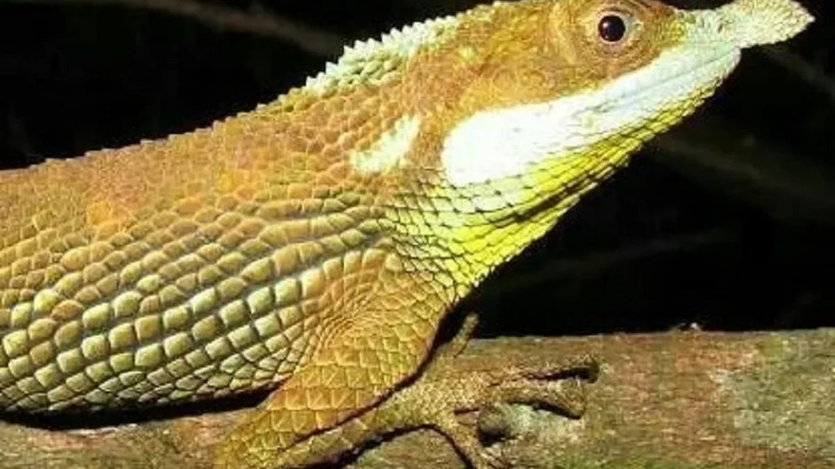 5 Reptil dengan Bentuk Seram di Dunia yang Membuat Kita Merinding Apabila Melihatnya