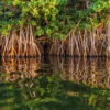 Penahan Gelombang Laut Agar Pantai Tidak Abrasi  Inilah, 5 Manfaat Pohon Mangrove Bagi Pantai