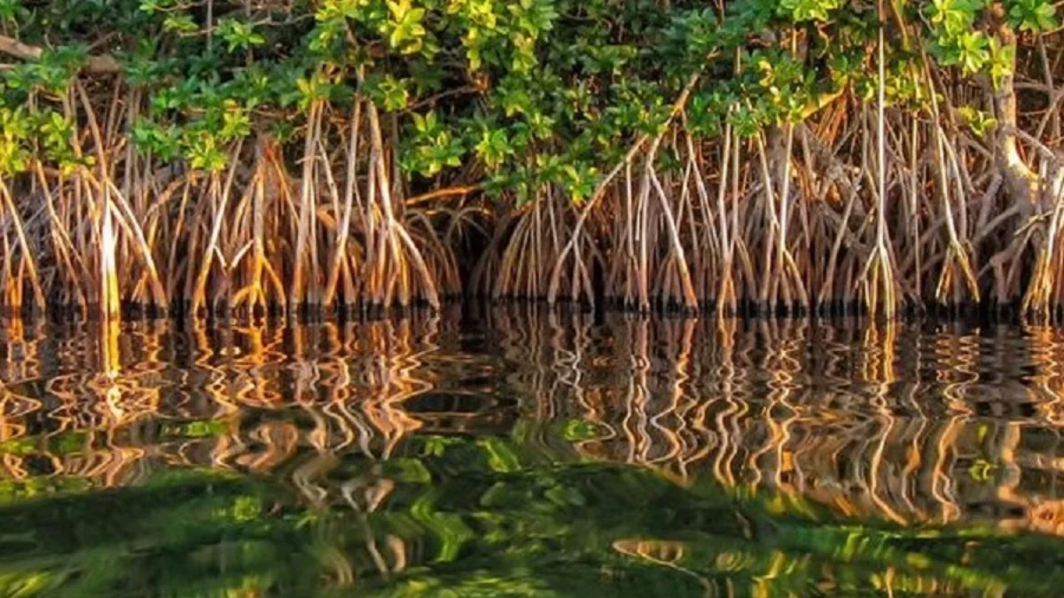 Penahan Gelombang Laut Agar Pantai Tidak Abrasi  Inilah, 5 Manfaat Pohon Mangrove Bagi Pantai