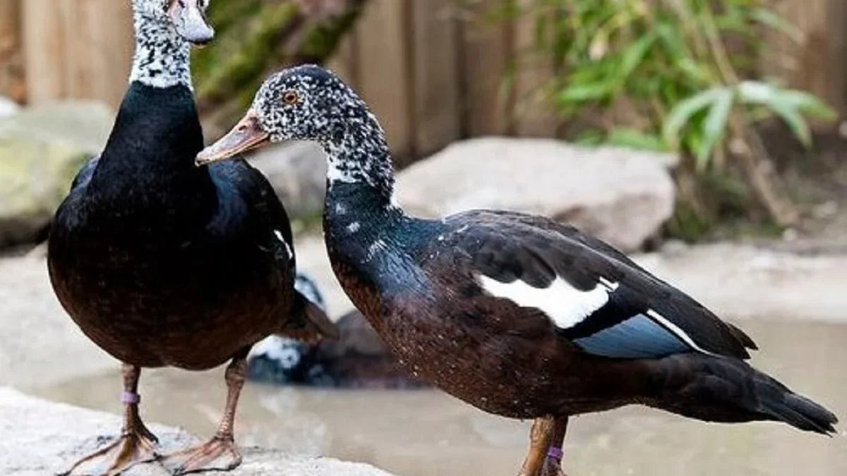 5 Burung yang Sangat Langka di Indonesia dan Sudah Mendekati Kepunahan