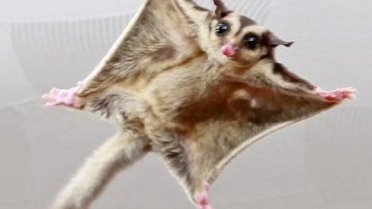 5 Fakta Tentang Sugar Glider,  Sugar Glider Ternyata Hewan Nokturnal 