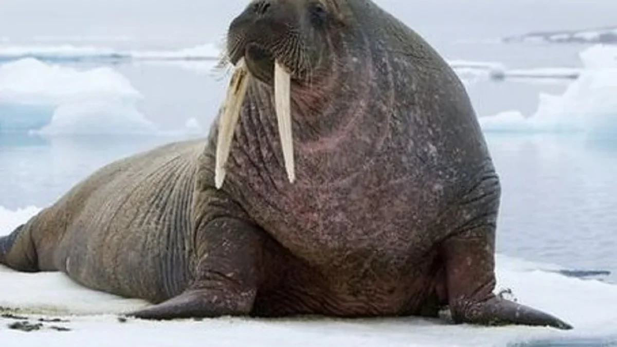 Inilah, 5 Fakta Menarik Walrus, Si Penyelam yang Bergading 