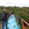 Mangrove Dewi Bahari Mundu Pesisir Cirebon Rencanakan Pembangunan Trek Baru dan Budidaya Lele