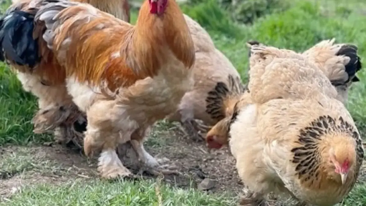 Ada yang Memiliki Daging Berwarna Hitam, 5 Jenis Ayam Pedaging yang Biasa Dikonsumsi