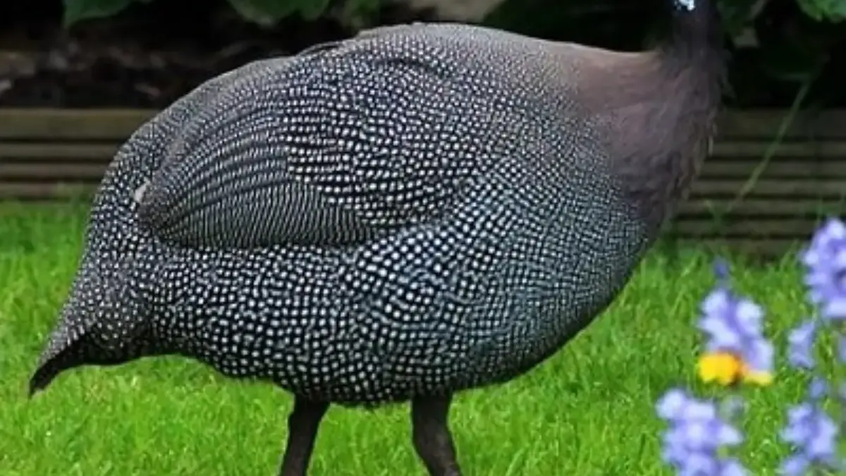 Bagi Kamu Penghobi Ayam Hias, 5 Jenis Ayam Hias yang Bisa dipelihara 