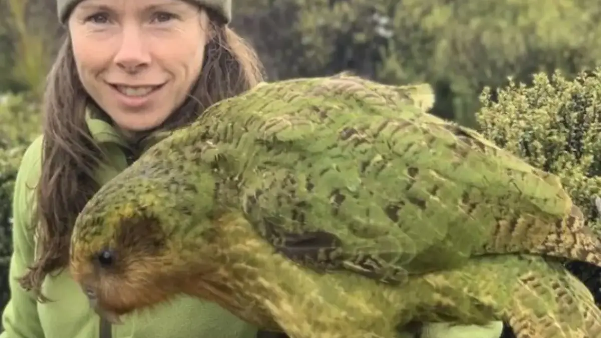 Burung Endemik Asal Selandia Baru Inilah, 5 Fakta Menarik Burung Kakapo