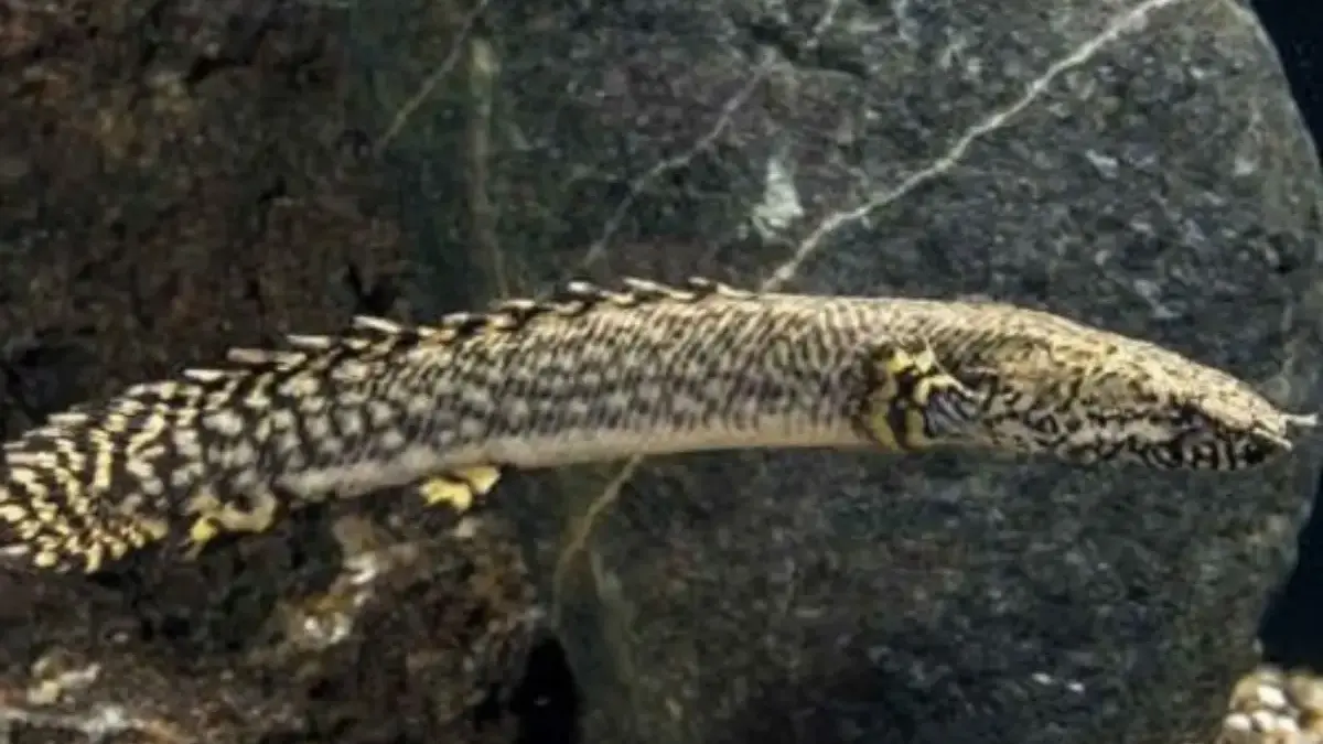 Kamu Sedang Belajar Memelihara Ikan Predator ,5 Jenis Ikan Palmas