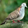 4 Jenis Burung Perkutut yang Mungkin Belum Kamu Ketahui 