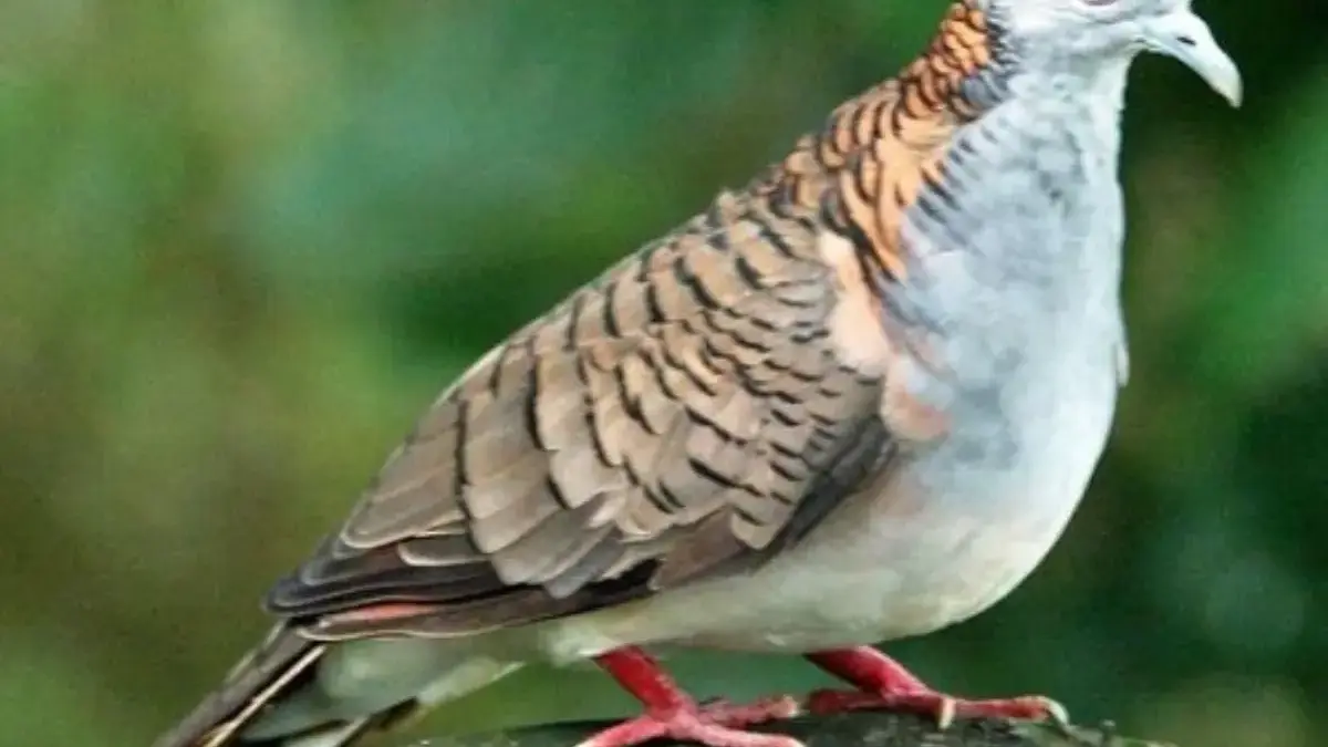 4 Jenis Burung Perkutut yang Mungkin Belum Kamu Ketahui 