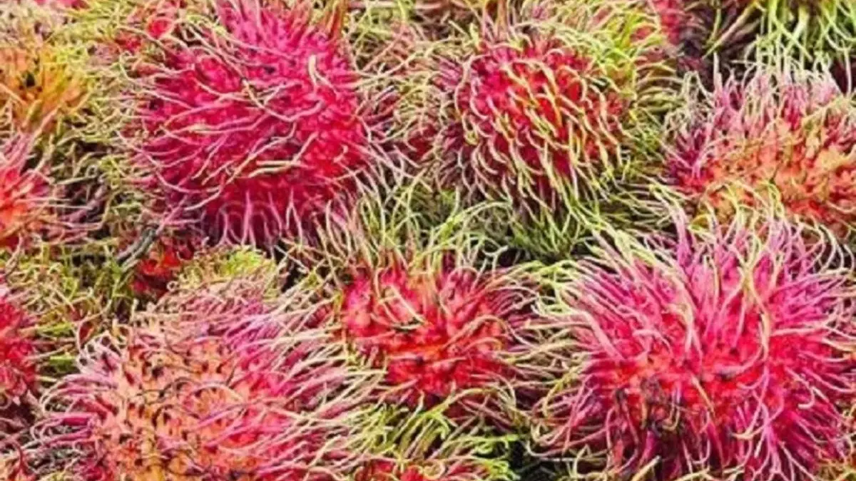 Memiliki Rasa yang Sangat Manis, 5 Jenis Rambutan lokal