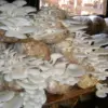 Mengenal Jenis Jamur Tiram Unggul di Indonesia, Peluang Bisnis dan Manfaat Kesehatan!