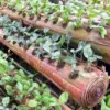 Tips Memilih Media Tanam Terbaik untuk Kebun Mini di Rumah