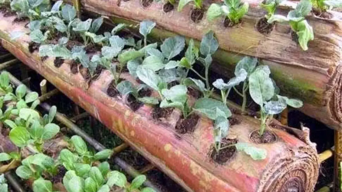 Tips Memilih Media Tanam Terbaik untuk Kebun Mini di Rumah