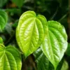 Tak Hanya Wortel! Ini 5 Tanaman Herbal yang Ampuh Menjaga Kesehatan Mata Secara Alami