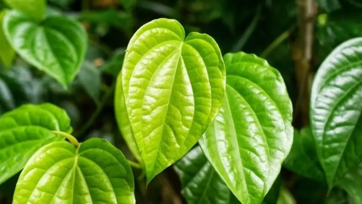 Tak Hanya Wortel! Ini 5 Tanaman Herbal yang Ampuh Menjaga Kesehatan Mata Secara Alami