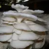Cara Menanam Jamur Tiram dari Persiapan hingga Panen yang Sukses