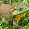 5 Fakta Tentang Katak American Bullfrog, Jenis Katak Besar dan Memiliki Komunikasi yang Unik 