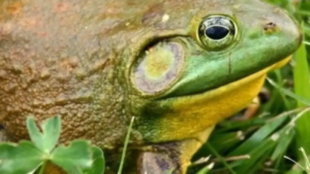 5 Fakta Tentang Katak American Bullfrog, Jenis Katak Besar dan Memiliki Komunikasi yang Unik 