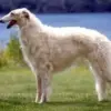 5 Fakta Menarik Anjing Russian Wolfhound, Jenis Anjing yang Memiliki Moncong Panjang 