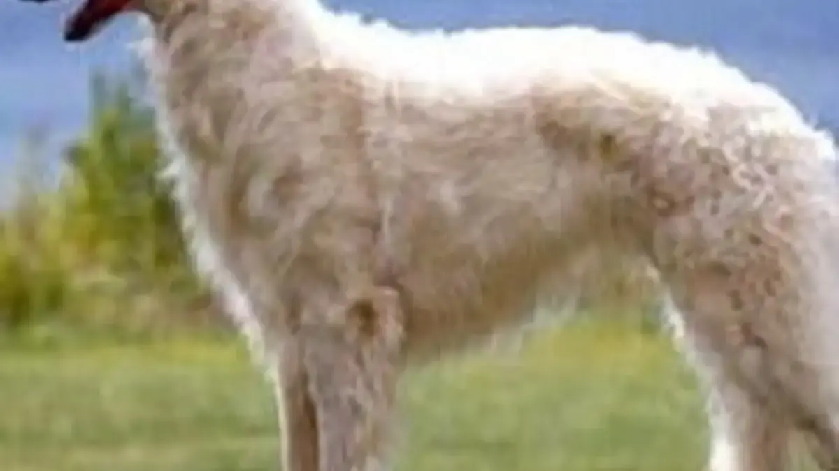 5 Fakta Menarik Anjing Russian Wolfhound, Jenis Anjing yang Memiliki Moncong Panjang 