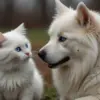 4 Tips Merawat Anjing dan Kucing yang Baru Diadopsi dari Jalanan 
