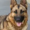 5 Fakta Mengenai Anjing Herder, Anjing yang Sangat Kuat dan Tangguh 