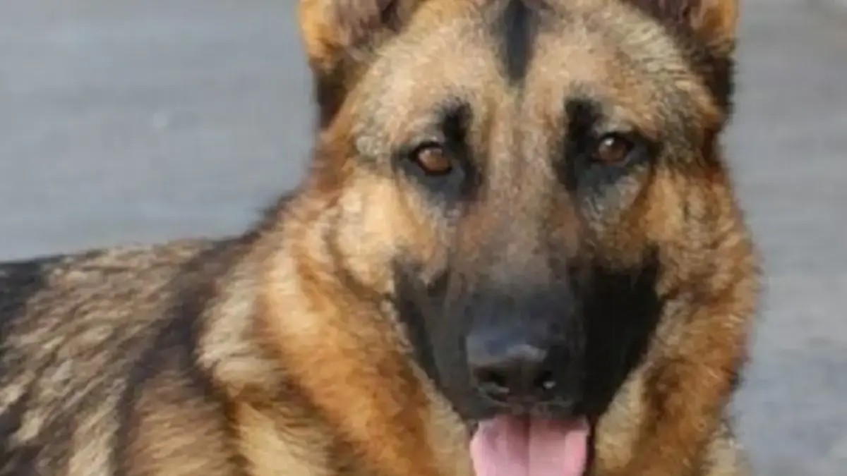 5 Fakta Mengenai Anjing Herder, Anjing yang Sangat Kuat dan Tangguh 