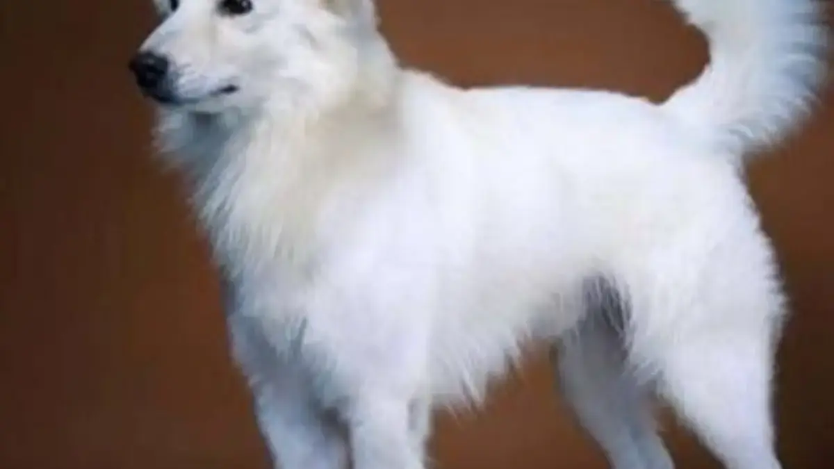 4 Fakta Menarik Tentang Anjing Kintamani, Jenis Ras Anjing Asli Indonesia 