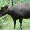 5 Hewan Asli Indonesia yang Sangat Terancam Punah dan Menjadi Hewan yang Sangat di Lindungi 