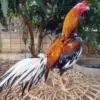 Bisa Bertarung, 5 Jenis Ayam Petarung yang Populer 