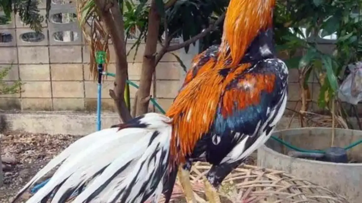 Bisa Bertarung, 5 Jenis Ayam Petarung yang Populer 