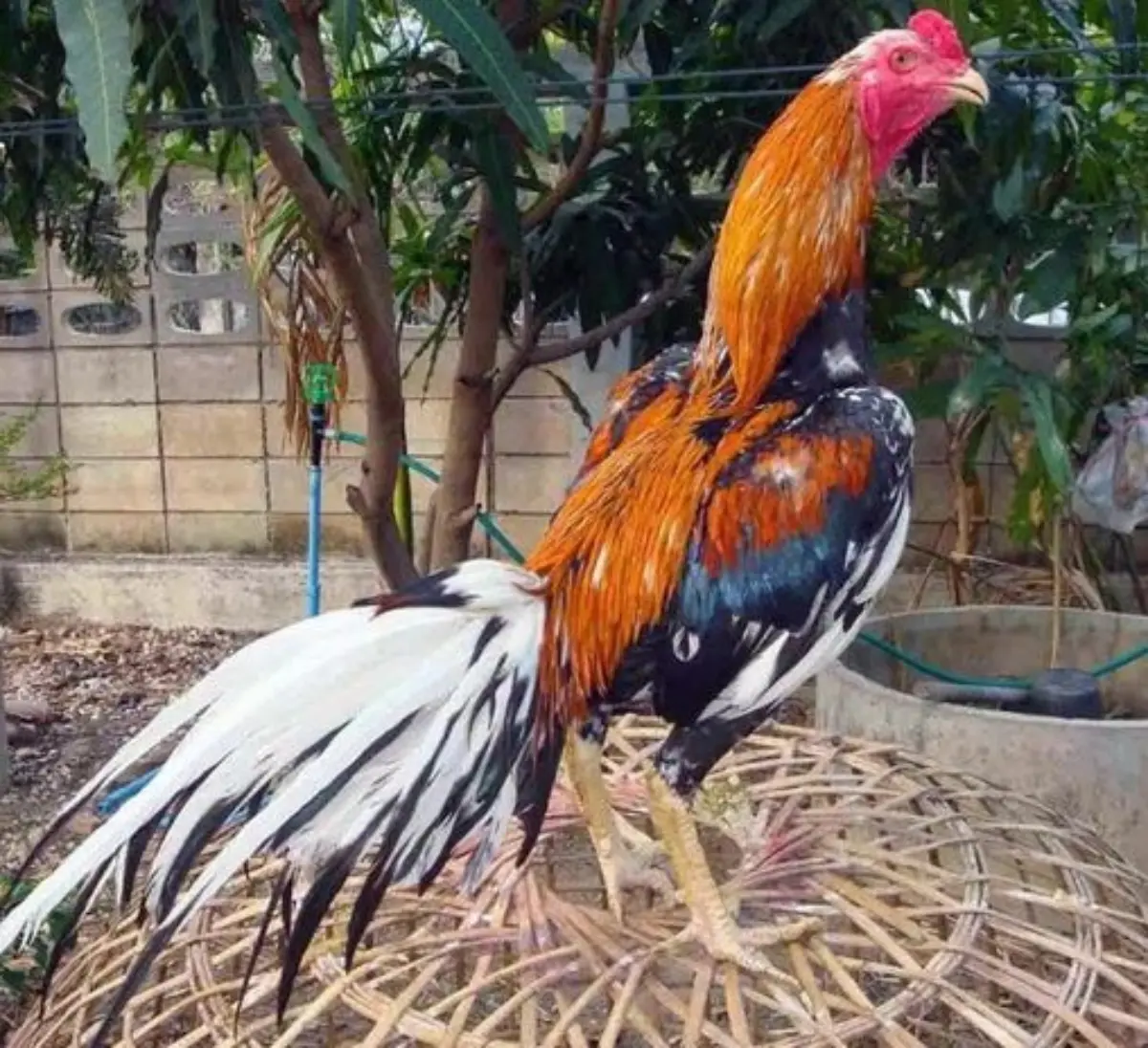 Bisa Bertarung, 5 Jenis Ayam Petarung yang Populer Rakcer.ID
