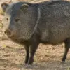 Hewan Ini Mirip Dengan Babi, 5 Fakta Mengenai Pekari Berkerah 
