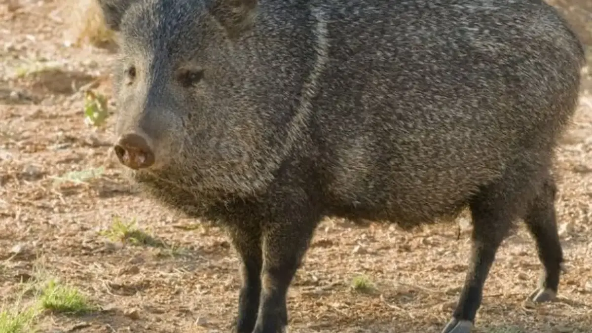 Hewan Ini Mirip Dengan Babi, 5 Fakta Mengenai Pekari Berkerah 