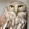 Barking Owl, Jenis Burung Hantu yang Suaranya Mirip Gonggongan Anjing 