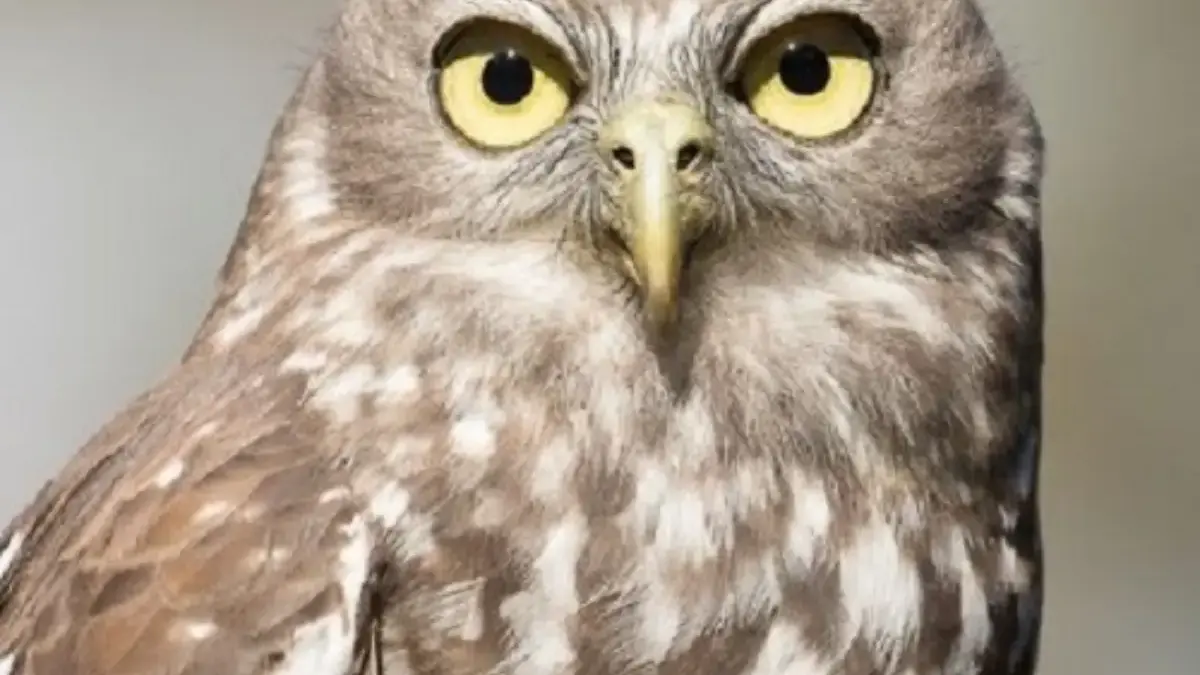 Barking Owl, Jenis Burung Hantu yang Suaranya Mirip Gonggongan Anjing 