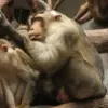 5 Fakta Menarik Southern Pigtail Macaque, Atau yang Sering Disebut Monyet Beruk 