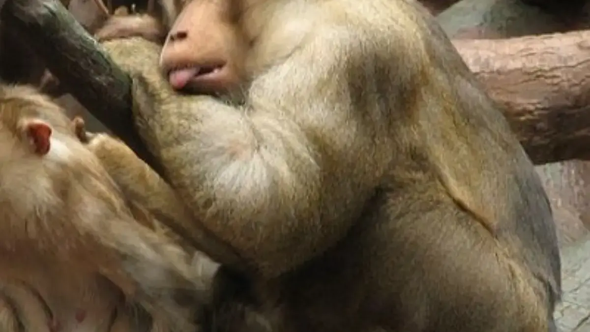 5 Fakta Menarik Southern Pigtail Macaque, Atau yang Sering Disebut Monyet Beruk 