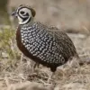 4 Jenis Burung Puyuh Hias yang Sangat Eksotis dan Dapat Kamu Pelihara