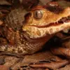 5 Fakta Menarik Tentang Dwarf Caiman, Jenis Caiman Terkecil di Dunia 