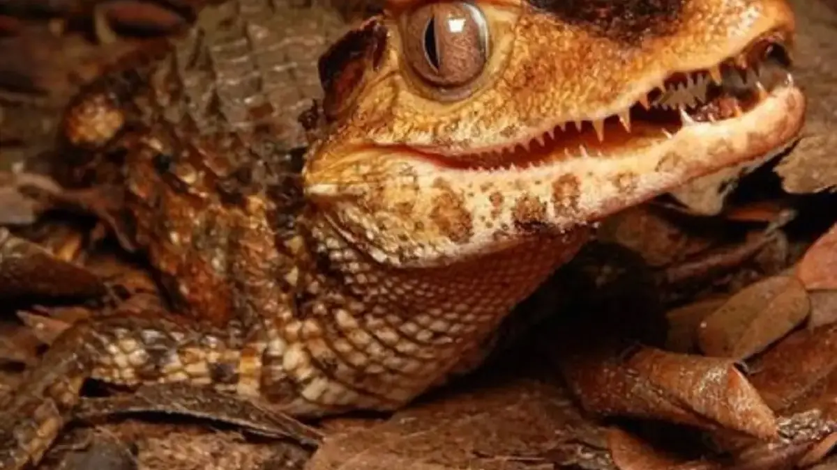 5 Fakta Menarik Tentang Dwarf Caiman, Jenis Caiman Terkecil di Dunia 