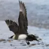 Dijuluki Sebagai Burung Parasit, 5 Fakta Camar kejar Arktika 