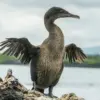 5 Burung yang Ahli dalam Berenang dan Menyelam Bisa Menyelam di Kedalaman 300 Meter 